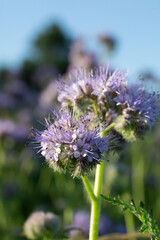 Gros plan sur une phacélie à feuille de tanaisie, dans la rosé matinal
