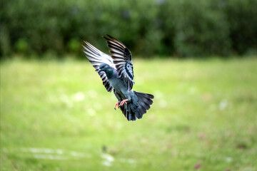 Gray feathered pigeons flying over the garden.
