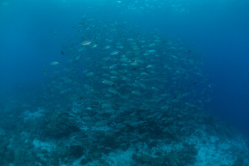 Fototapeta na wymiar Fish swim at the Tubbataha Reefs Natural Park Philippines 