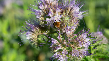 Bourdon sur une fleur mélifère, la phacélie
