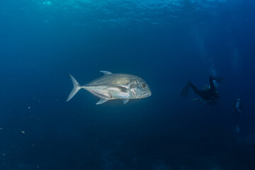 Fish swim at the Tubbataha Reefs Natural Park Philippines
