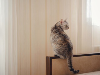 cat sitting on armrest of sofa, Backdrop of beige wallpaper and tulle in living room with copy...