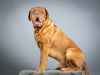 Dogue de bordeaux sitting in studio