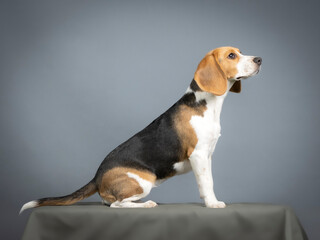Beagle sitting in a photography studio
