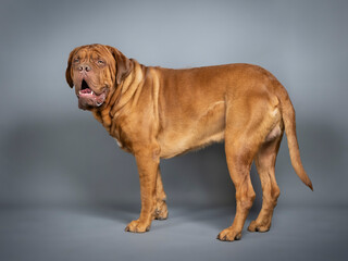 Dogue de Bordeaux standing in a photo studio
