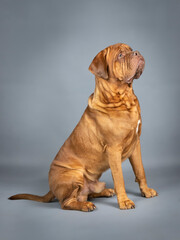 Dogue de bordeaux sitting in studio