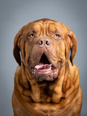 Dogue de bordeaux portrait in studio