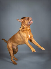 Obraz premium Dogue de Bordeaux jumping in a photo studio