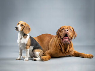 Dogue de Bordeaux and Beagle in a photography studio