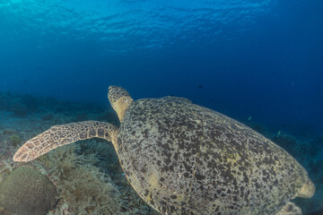 Obraz premium Hawksbill sea turtle at the Tubbataha Reefs Philippines