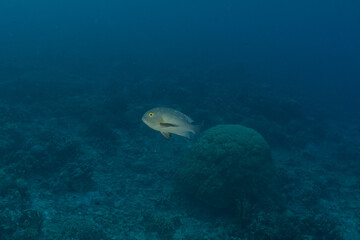 Fish swim at the Tubbataha Reefs Natural Park Philippines
