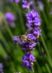 Abeille en vole au dessus de la lavande, en pleine après midi