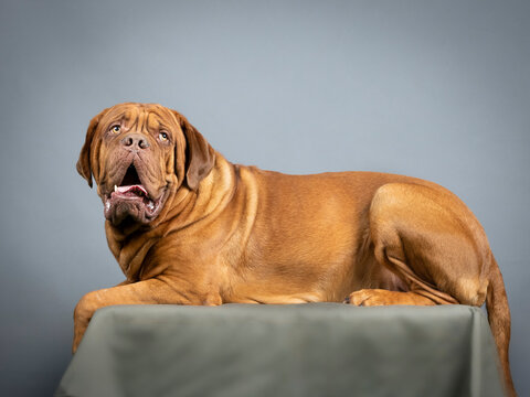 Dogue de Bordeaux lying in a photo studio