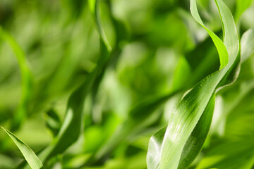 green corn background