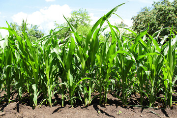 Corn field