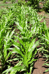 Corn plants in garden