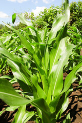 Obraz premium green field corn