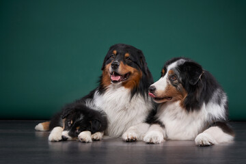 family of dogs together. Puppy and adult pet. Australian Shepherds, Aussies in the studio on a green background