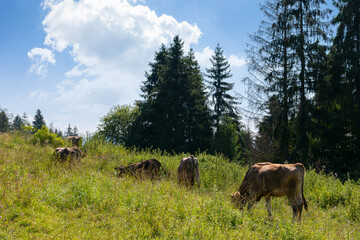 cow cattle on the grassy hillside meadow. rural landscape in summer. countryside scenery with pasture near the forest. concept of sustainability in agriculture