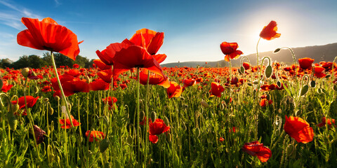 field of blooming corn poppy on a sunny day. wonderful summer scenery in carpathian mountains....