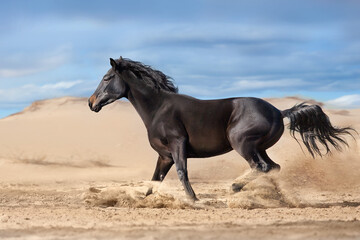 Dark  horse run in sand