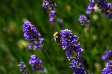Bourdon sur une fleur lavande, en pleine après midi