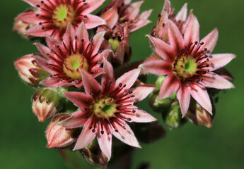 Beautiful pink flowers of a sempervivum, houseleek, succulents plant with a green background, bee magnet, good for insects. 