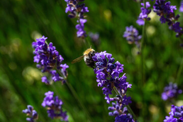 Bourdon sur une fleur lavande, en pleine apr&egrave;s midi