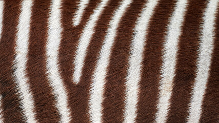 close up of zebra skin