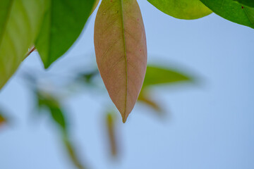 Green leaf leaf leaves, blue sky background