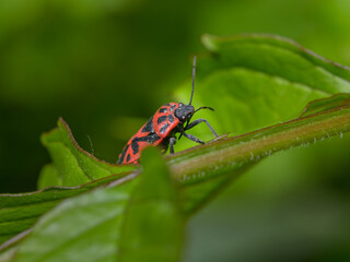 A black red cabbage bug sitting on a leaf