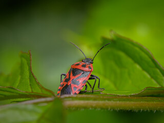 A black red cabbage bug sitting on a leaf