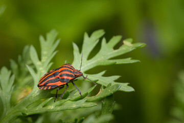 A Striped bug sitting on a green leaf