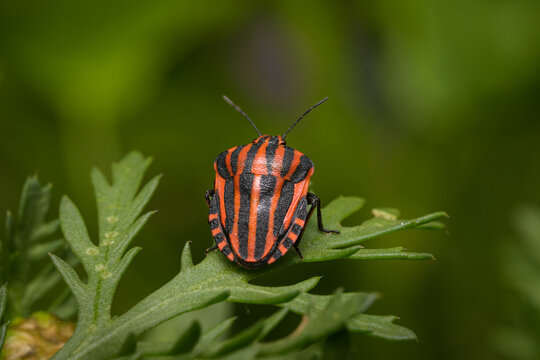 A Striped bug sitting on a green leaf