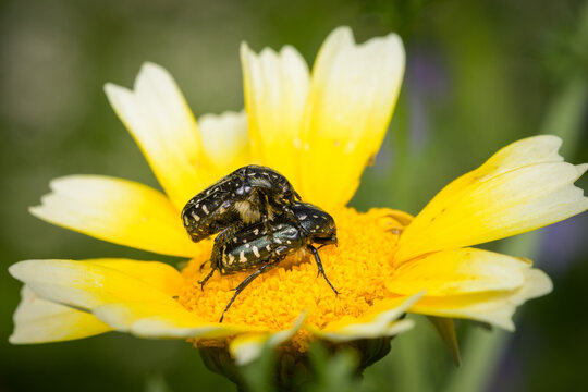 Two white spotted rose beetles sitting on a yellow flower