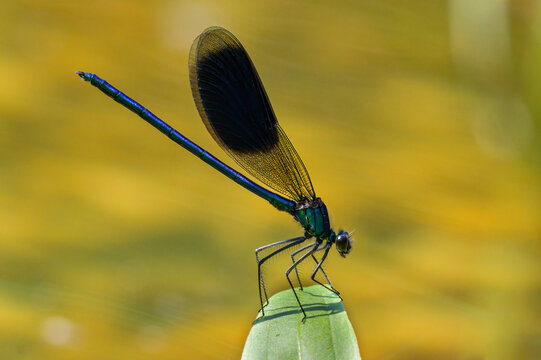 A male banded demoiselle resting on a plant