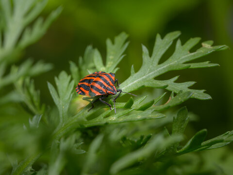 A Striped bug sitting on a green leaf