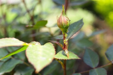 bud of a rose. Aphids on rosebuds. aphid colony on a rose