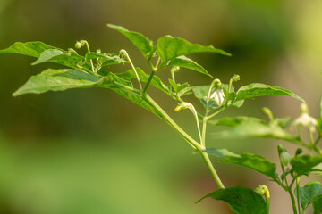 Fototapeta na wymiar Cayenne pepper plants, green leaves with greenish-white fruit