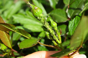 Aphids on rosebuds. aphid colony on a rose