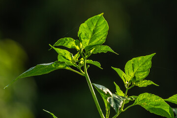 Cayenne pepper plants, green leaves with greenish-white fruit