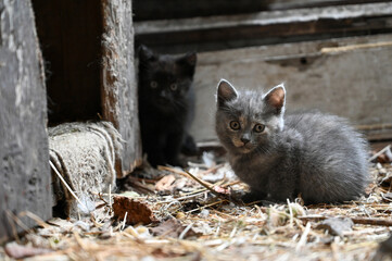 Naklejka na ściany i meble Charming little fluffy kitten plays in the yard of a village house 