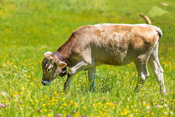 Kuh - Allgäu - Kälbchen - Blumenwiese - Schumpe