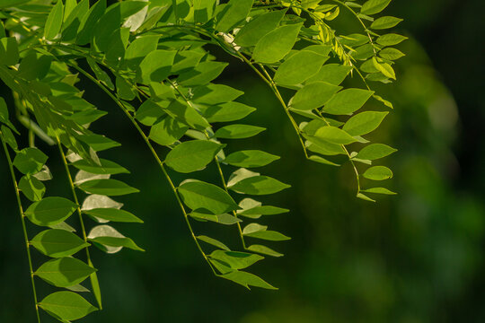Gamal plant which has thin green leaves, grows for living fences on the edge of rice fields
