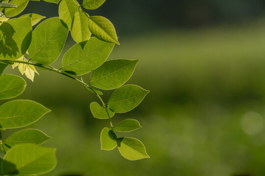 Gamal plant which has thin green leaves, grows for living fences on the edge of rice fields