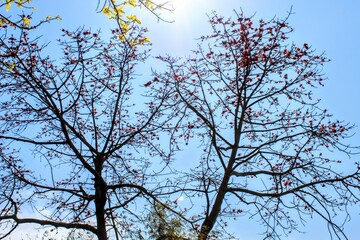 tree branches against blue sky