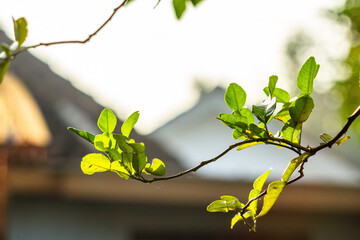 The twigs of the kaffir lime plant have green wavy leaves, have a fresh aroma