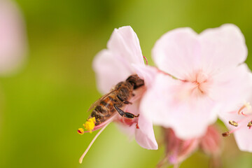 Honey bee on a pink flower at botanical garden on blurred background of green grass