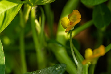 Peanut plant, thin green leaves, yellow flowers, on a sunny morning