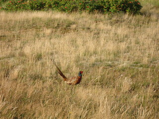 Pheasand in the dunes of the Pirolatal on Langeoog - Fasan in den Dünen des Pirolatals auf Langeoog